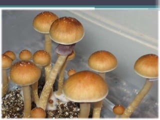underground website to buy drugs