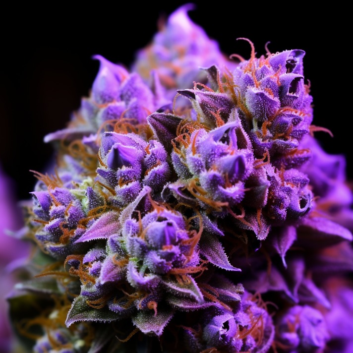 weed only darknet market