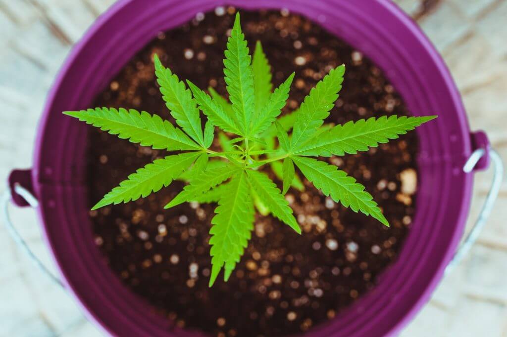 weed darknet market