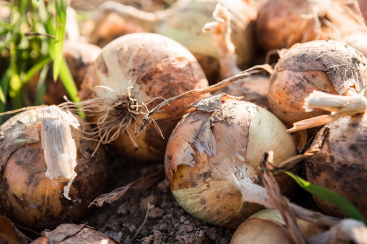 drug markets onion