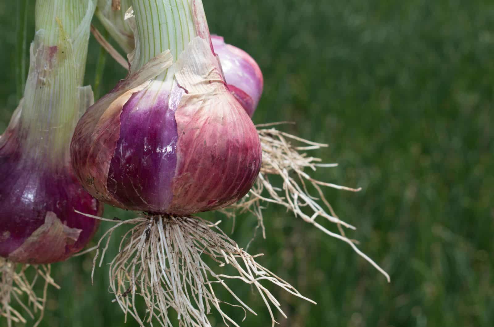 onion live